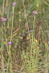 Bristleleaf chaffhead